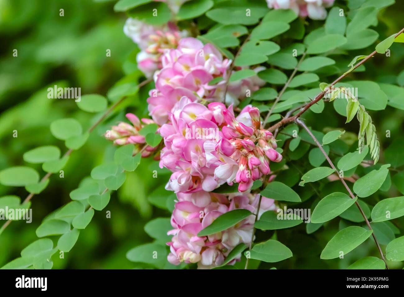 Un primo piano di pianta di Robinia hispida con foglie verdi e fondo sfocato Foto Stock