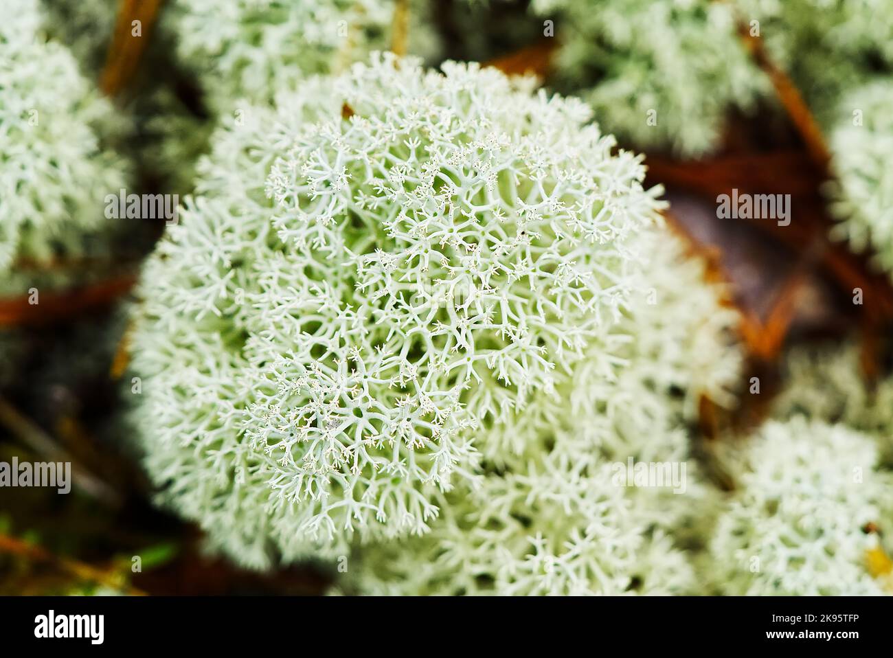 Primo piano di muschio morbido al sole della mattina presto nella foresta. Bellissimo sfondo naturale nella tundra Foto Stock