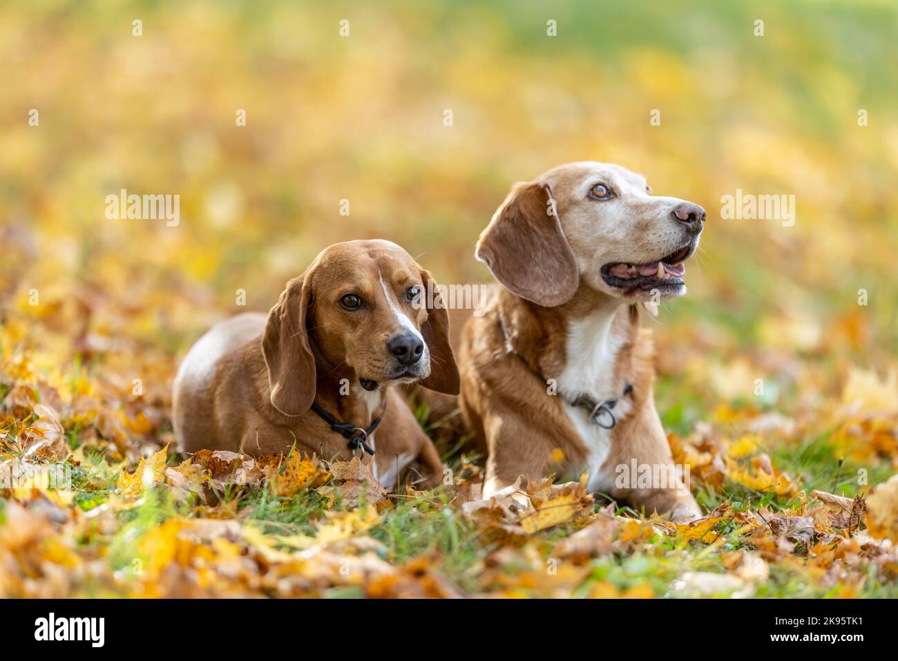 Due cani si siedono obbedientemente nel parco nelle foglie autunnali. Foto Stock