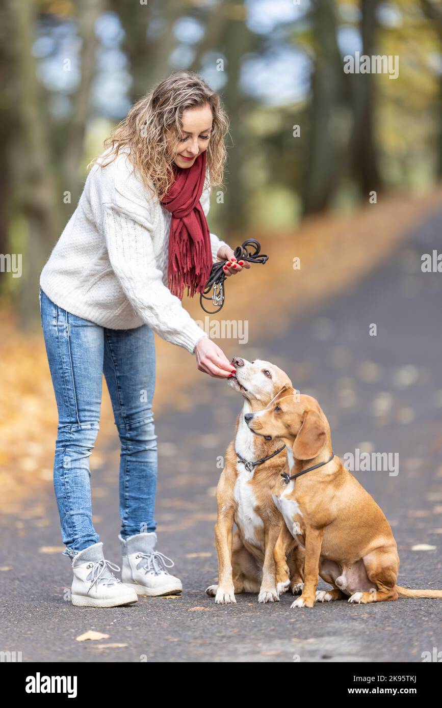 Una giovane donna nutre i suoi due cani tratta per il comportamento obbediente. Foto Stock