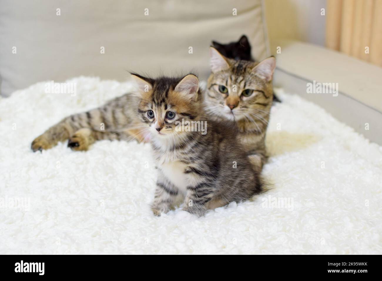 Un piccolo gattino carino della razza Kuril Bobtail con una mamma gatto. Il gatto con i gattini giace sul divano. Messa a fuoco selettiva. Foto Stock