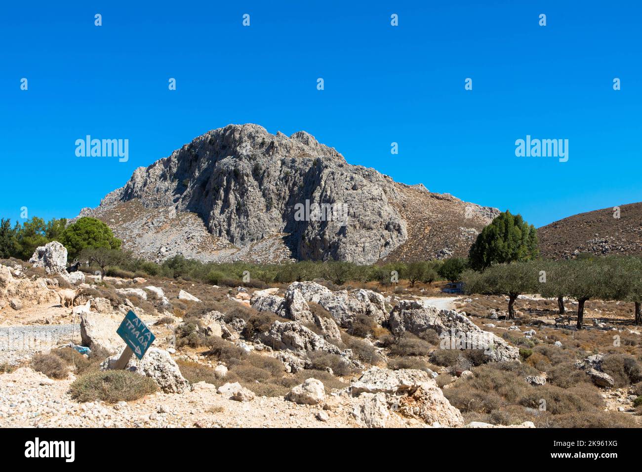 Ulivi in un tipico paesaggio greco. Clima secco e cielo azzurro soleggiato. Isola di Rodi, Grecia. Foto Stock