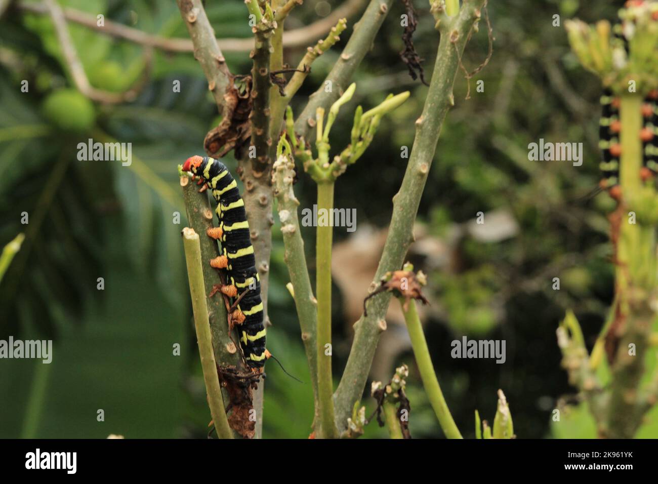 Un primo piano di una sfinge grigia gigante (Pseudosphinx tetrio) su una pianta verde Foto Stock