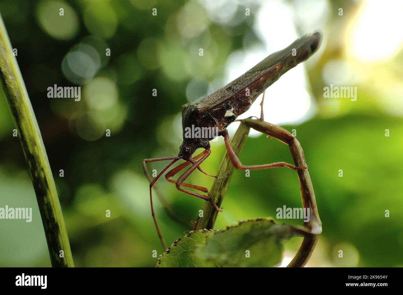 Un primo piano o un Leptoglossus zonatus, insetto occidentalizzato su una foglia verde Foto Stock