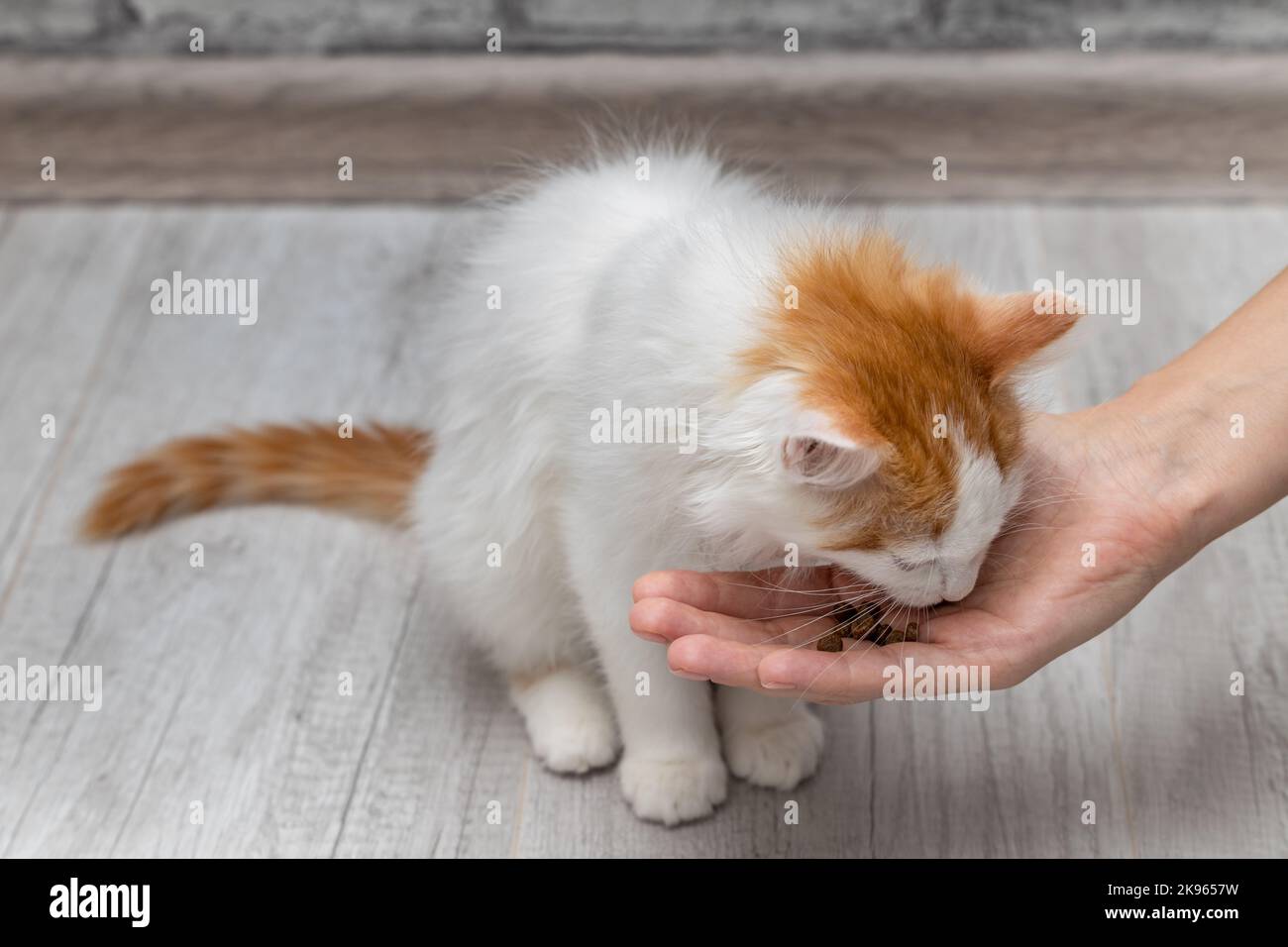 l'uomo che nutre un piccolo gattino dalla sua mano. gatto mangia dalla mano umana Foto Stock