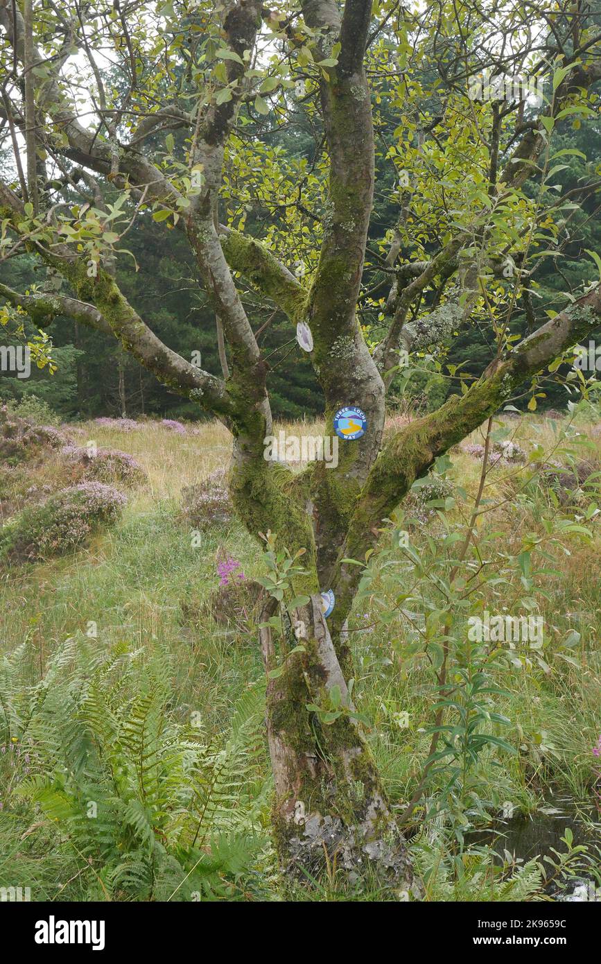 Un albero coperto di muschio ha segnavia per il sentiero dei tre Loches e John Muir Way in Scozia Foto Stock