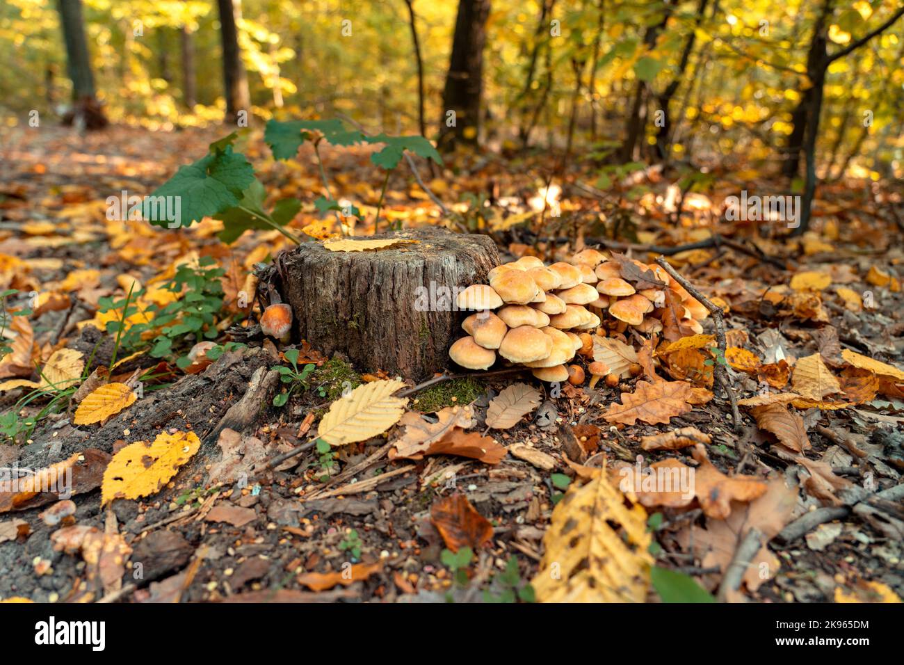 Sala da pranzo Armillaria Mellea nella foresta autunnale sul tronco d'albero Foto Stock