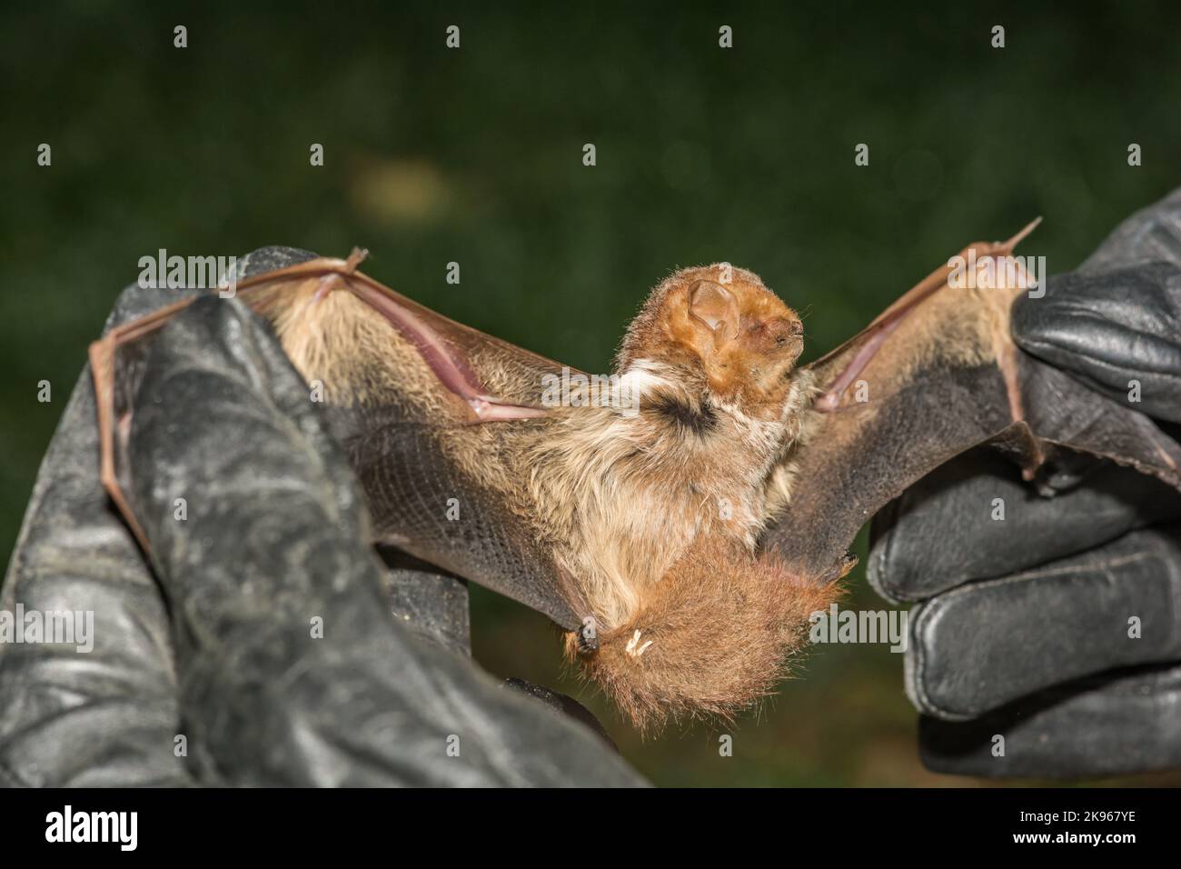 Rosso Orientale Bat - Lasiurus borealis Foto Stock