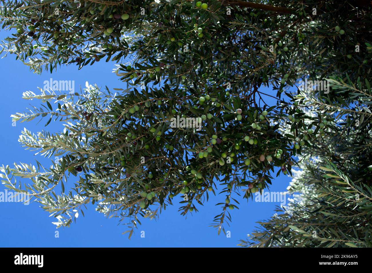 Green Olive su una filiale. Olive che crescono su un albero. Ulivo con frutti maturi. Ramo di olivo. Messa a fuoco selettiva. Foto Stock