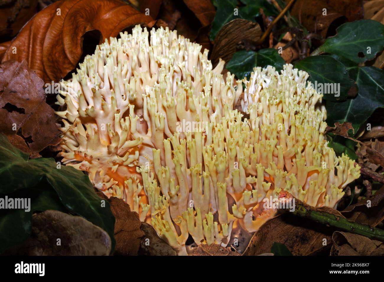 Ramaria cf stricta (corallo stretto) ha una distribuzione cosmopolita che cresce sul legno morto. Foto Stock