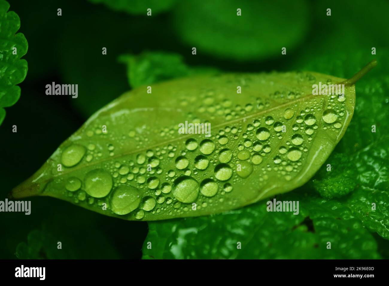 Primo piano di gocce d'acqua cristalline su una foglia verde vibrante Foto Stock