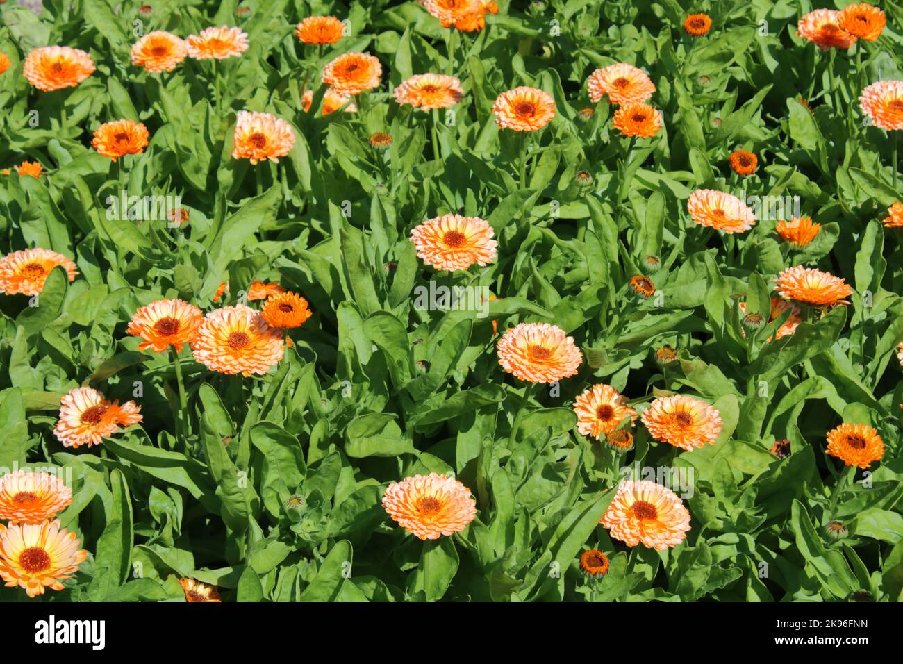 Vaso Marigold (Calendula officinalis 'sorpresa rosa') in giardino. Foto Stock