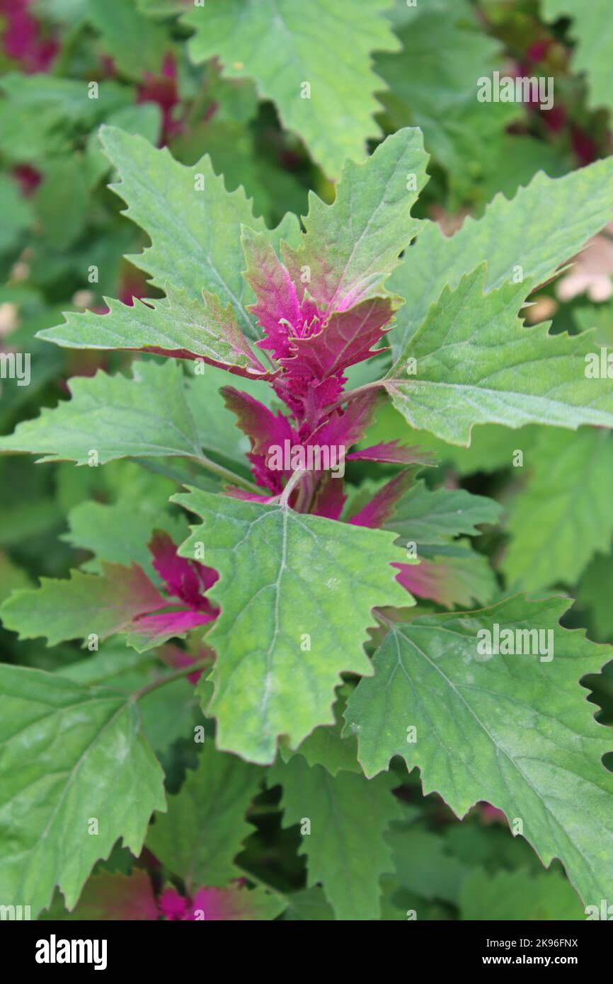 Spinaci dell'albero (Chenopodium giganteum) Foto Stock