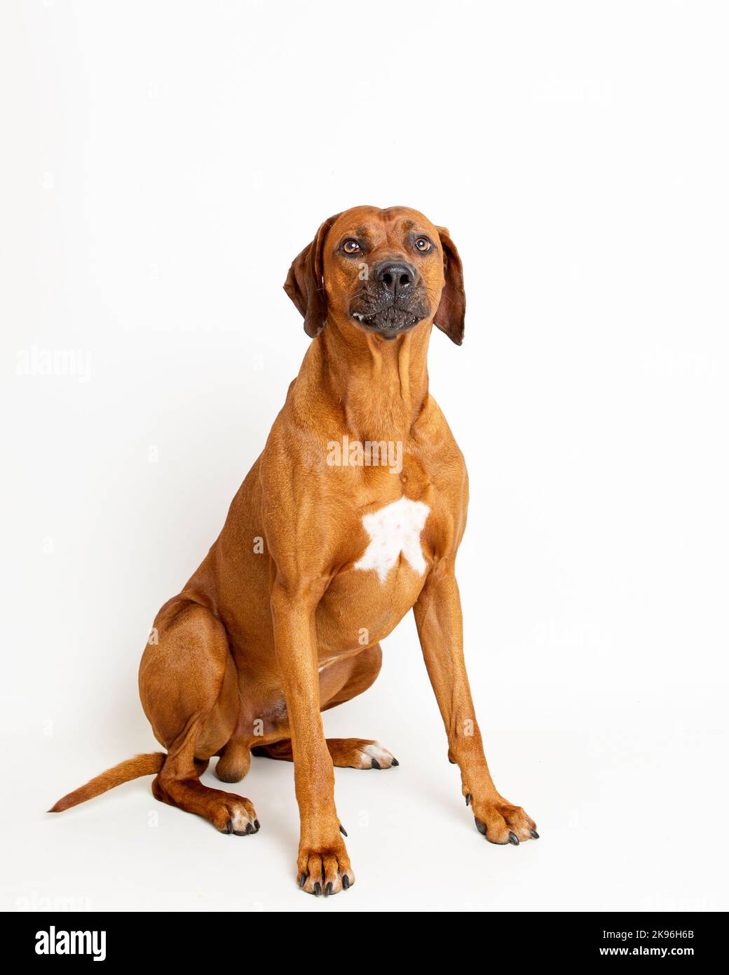 Rhodesian Ridgeback Dog fotografato in un ambiente di studio professionale Foto Stock