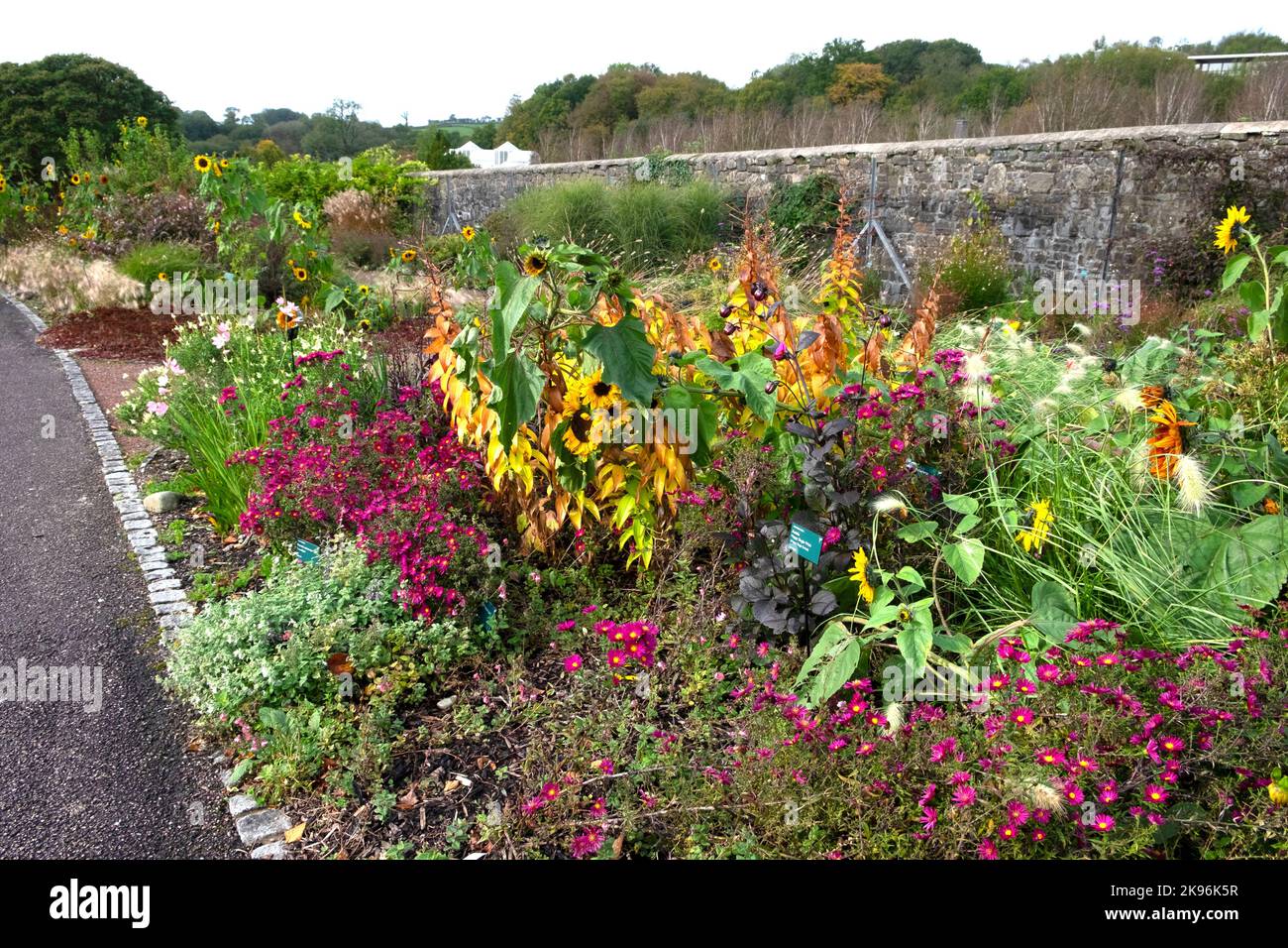 Un colorato letto di fiori erbacei da giardino in autunno fiorito con girasoli dahlias michaelmas daisies National Botanic Garden of Wales 2022 UK Foto Stock