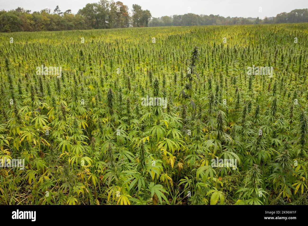 Un campo di canapa per la produzione di olio commestibile a Dingdener Heath vicino Hamminkeln, regione del basso Reno, Renania settentrionale-Vestfalia, Germania. ein Hanffeld zu Foto Stock