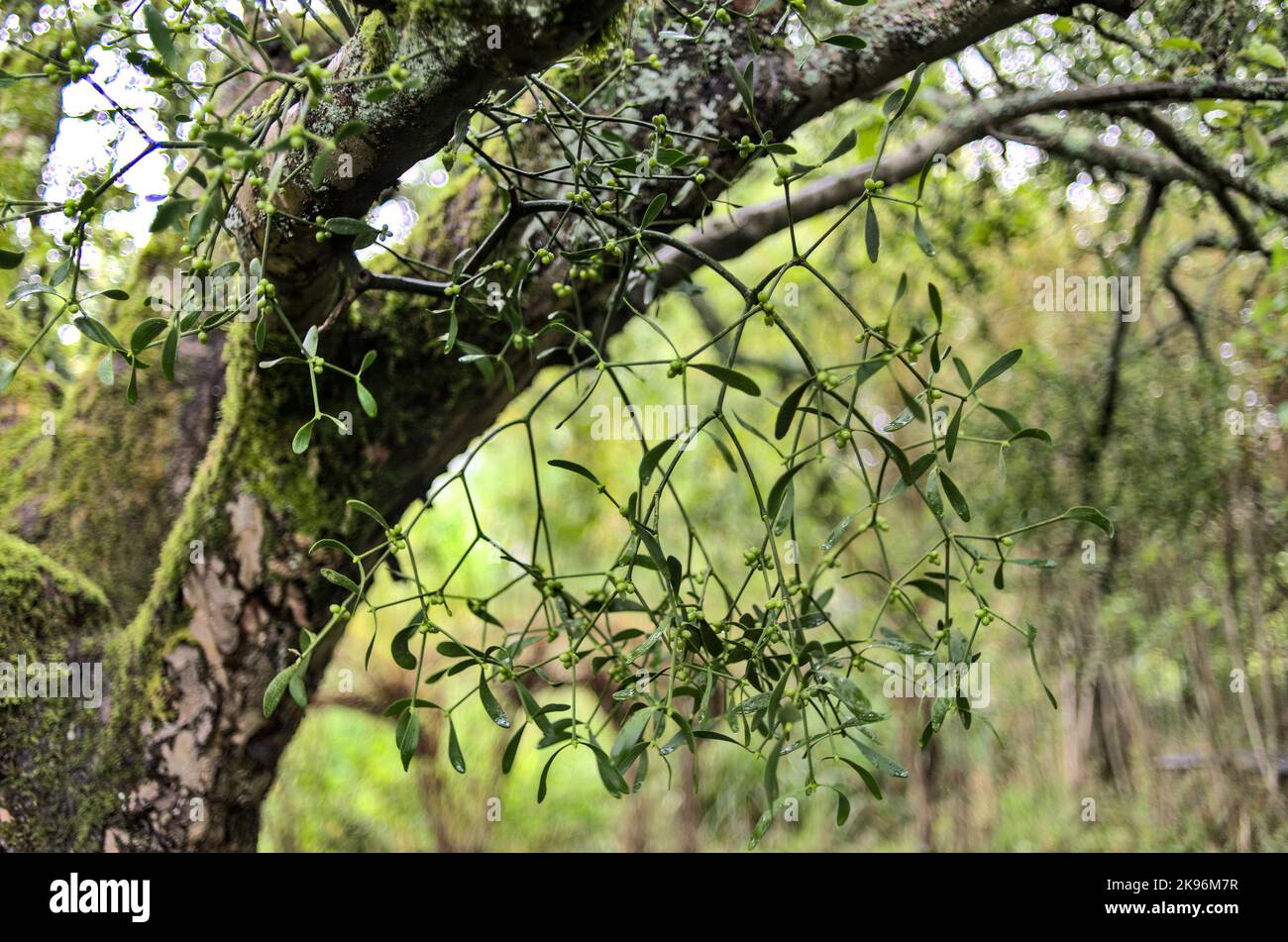 Vischio con bacche appese ad un albero Foto Stock