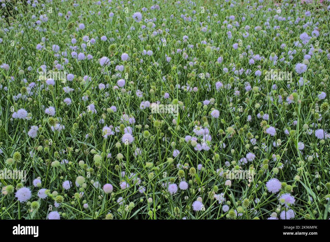 Fioritura Succisella inflexa che riempie il telaio Foto Stock