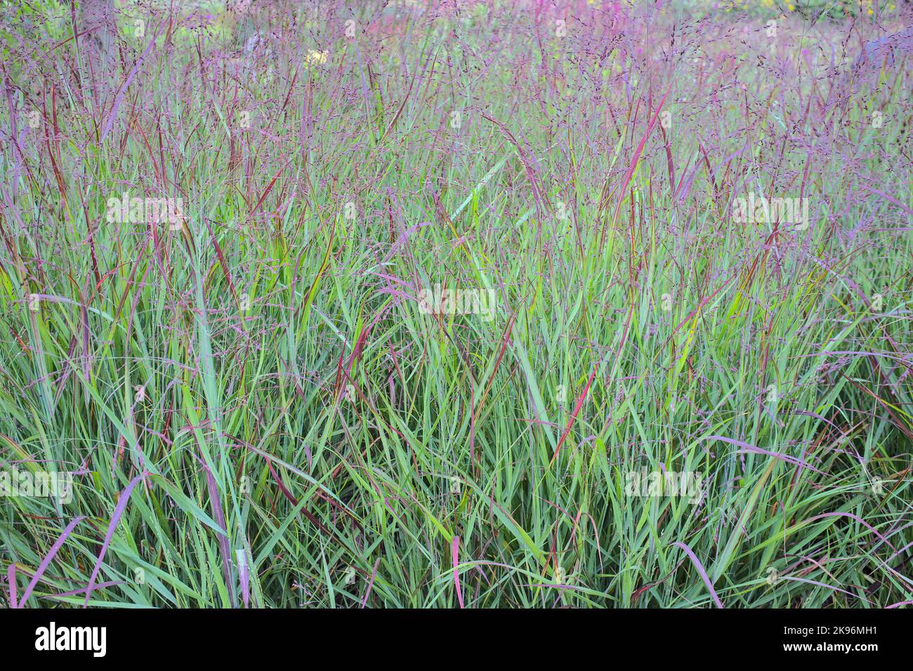 Primo piano di erba di gambo blu grande Andropogon gerardii Foto Stock