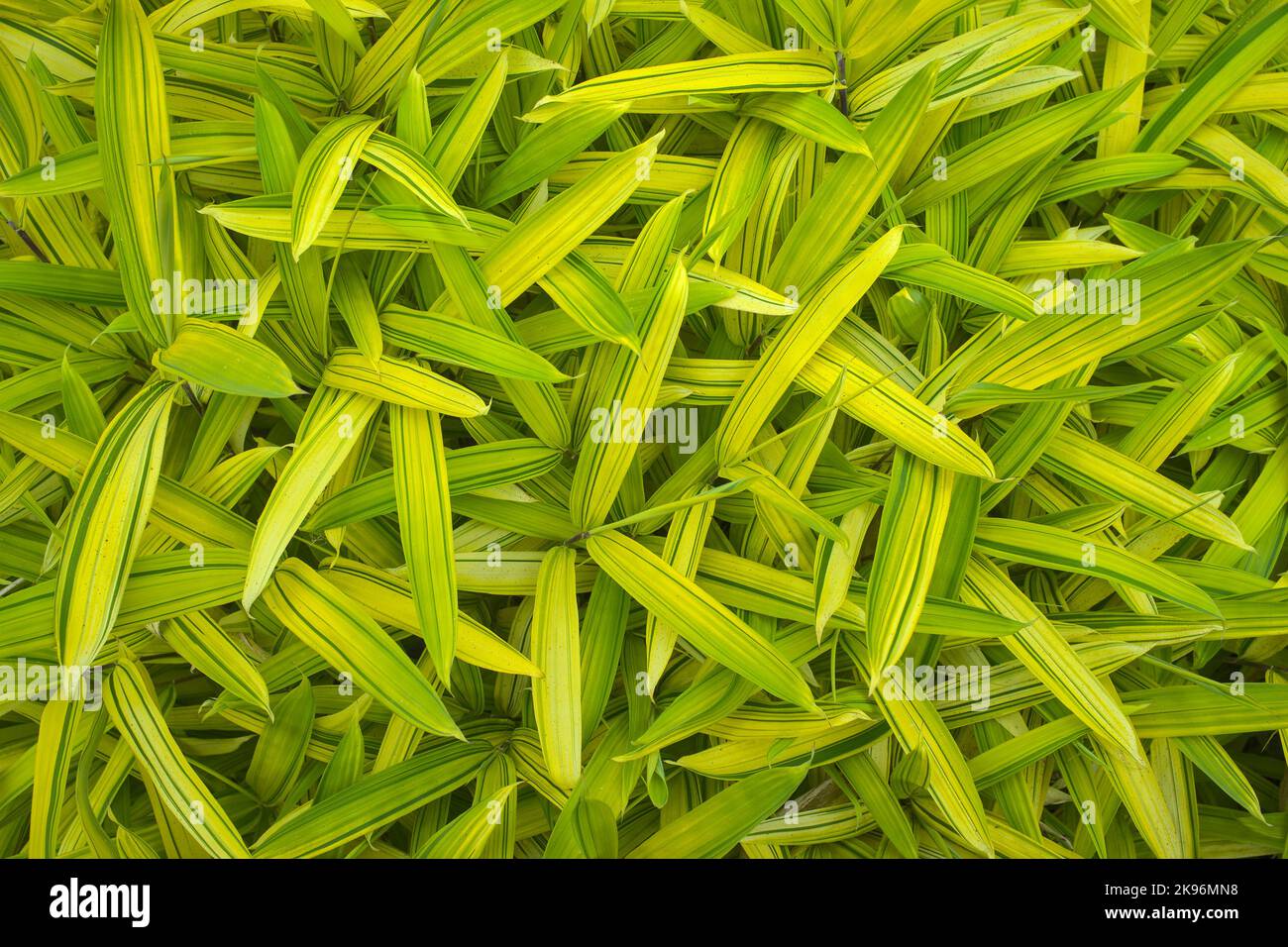 Primo piano di bambù variegato Pleioblastus auricomus Foto Stock
