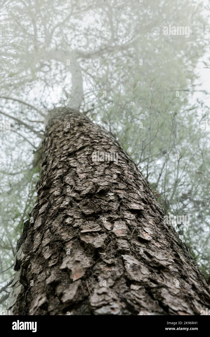 Tronco di pino mediterraneo visto dal basso in un giorno con nebbia fitta Foto Stock