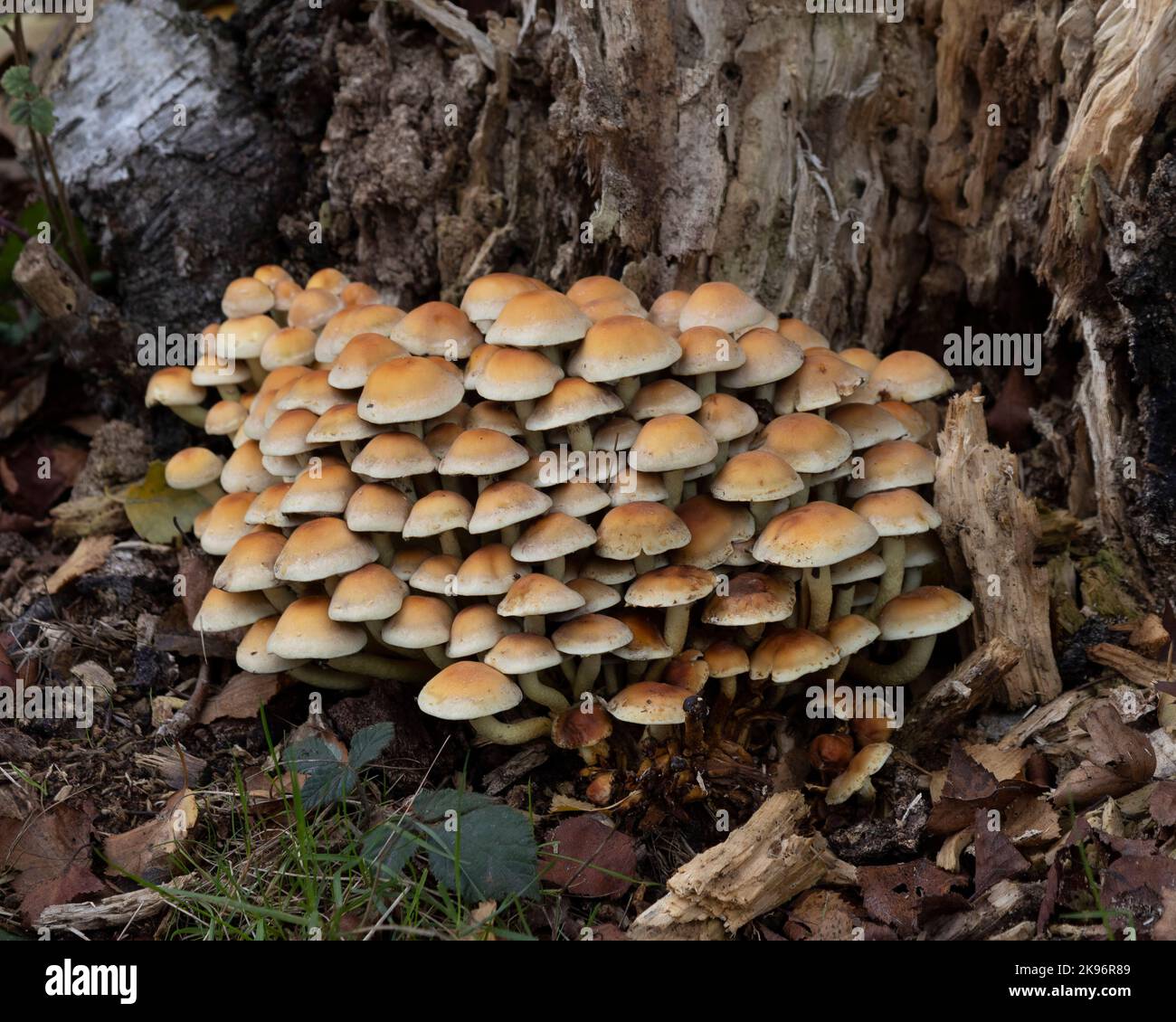 Funghi di ciuffo di zolfo che crescono su legno morto Foto Stock