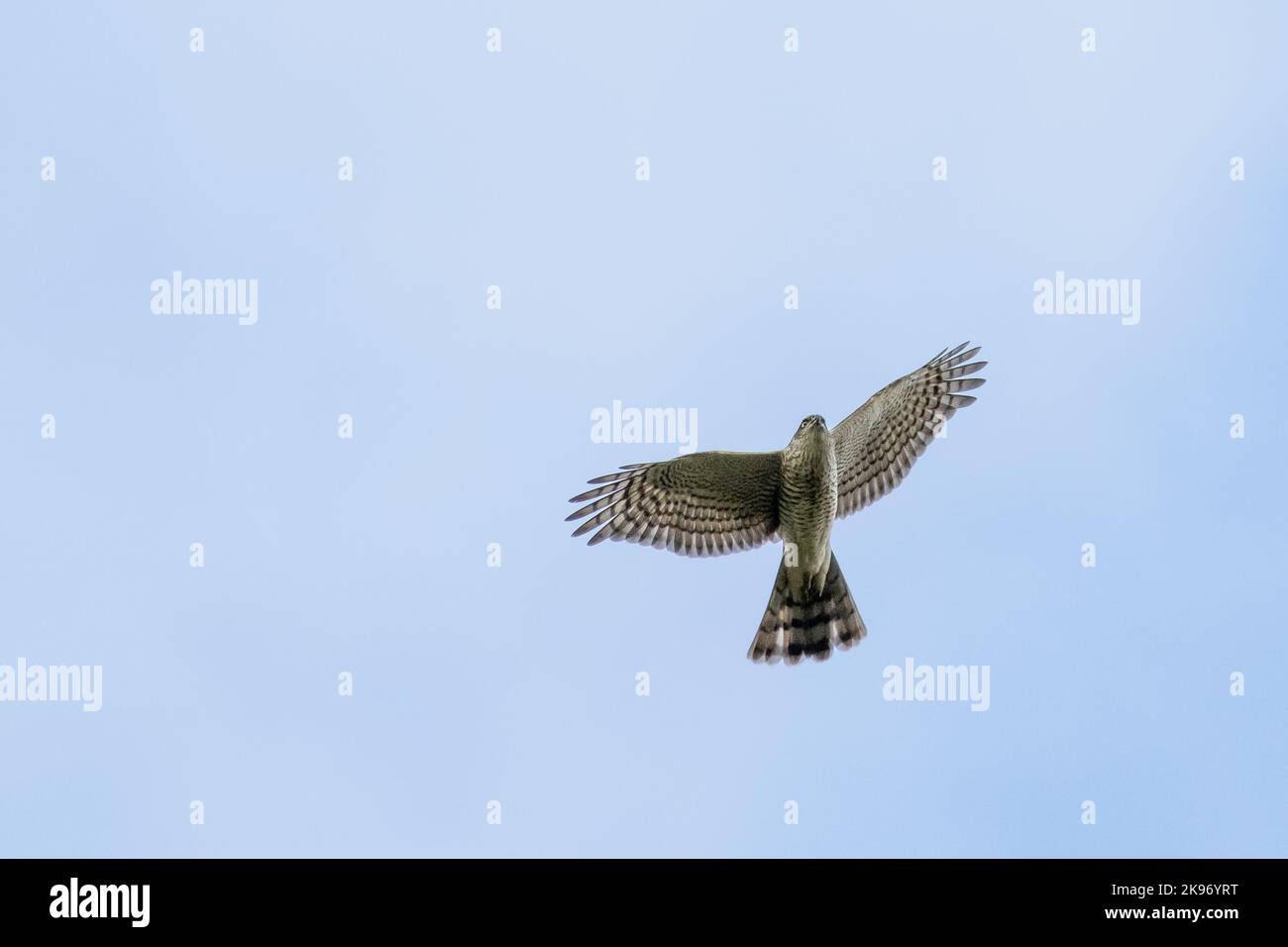 Sparrowhawk (Accipiter nisus) che vola e si isola contro il cielo blu, Regno Unito Foto Stock