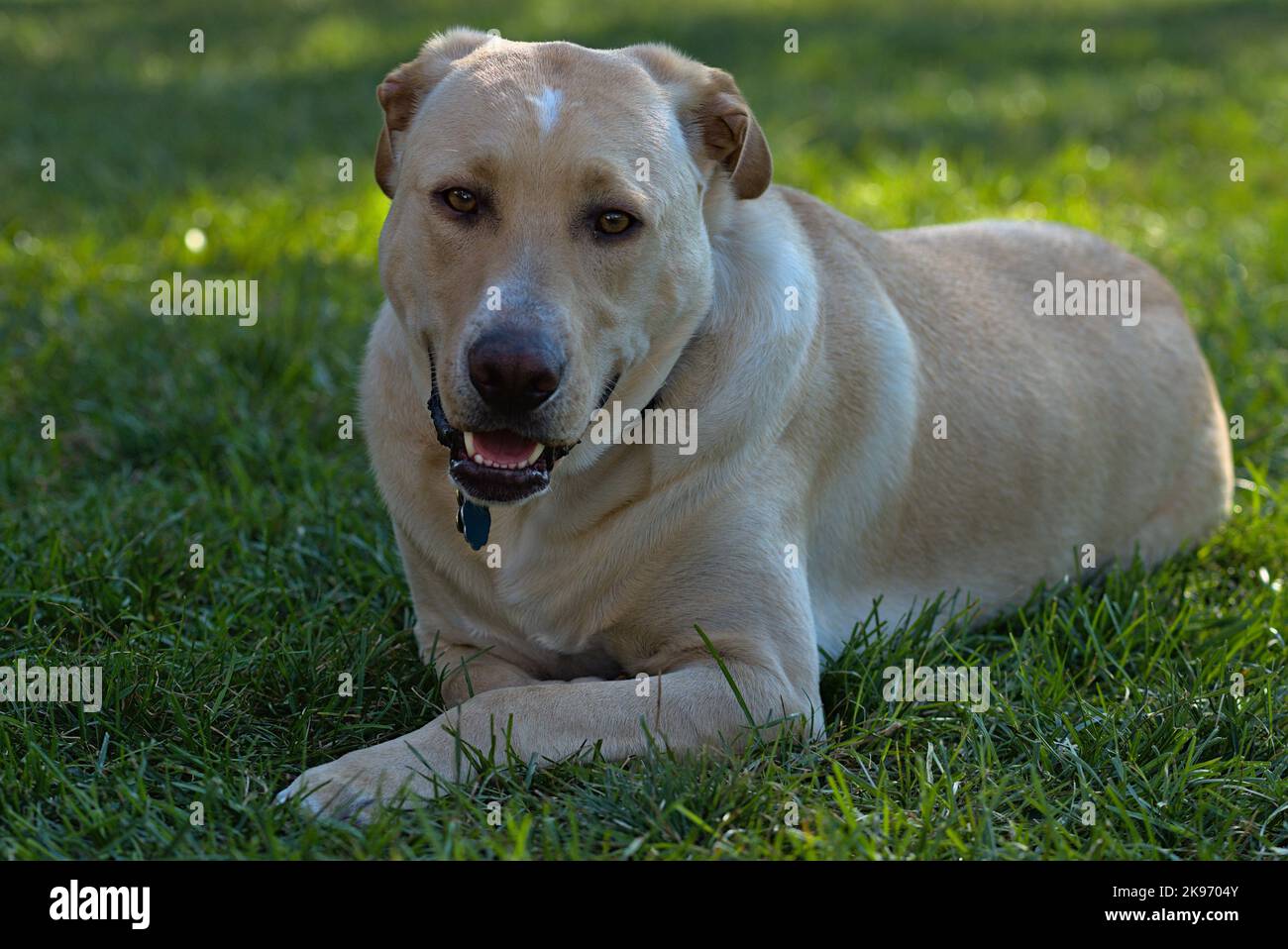 Un Labrador Retriever sdraiato (Canis lupus familiaris) in un parco Foto Stock