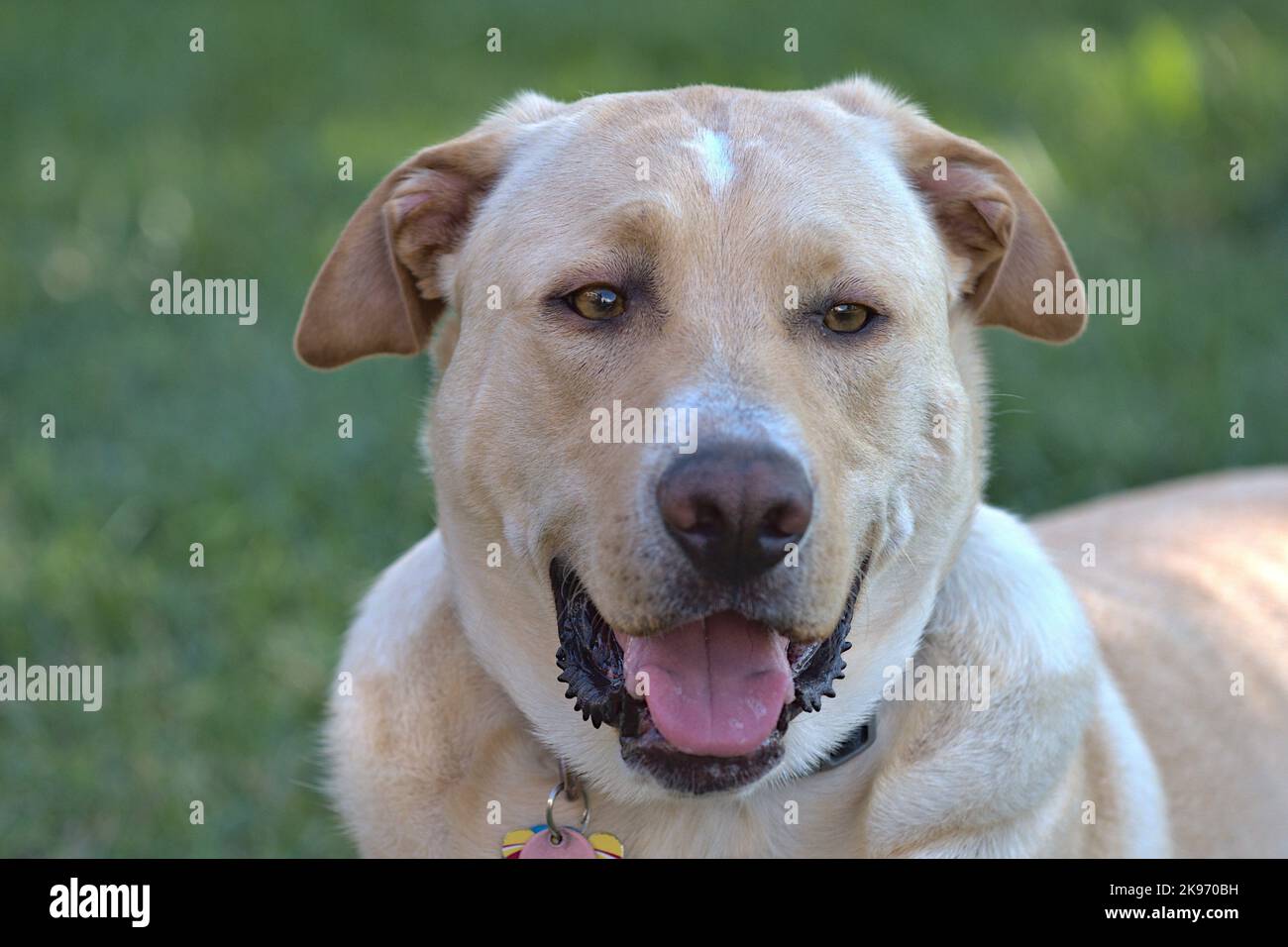 Primo piano di un Labrador Retriever (Canis lupus familiaris) in un parco Foto Stock