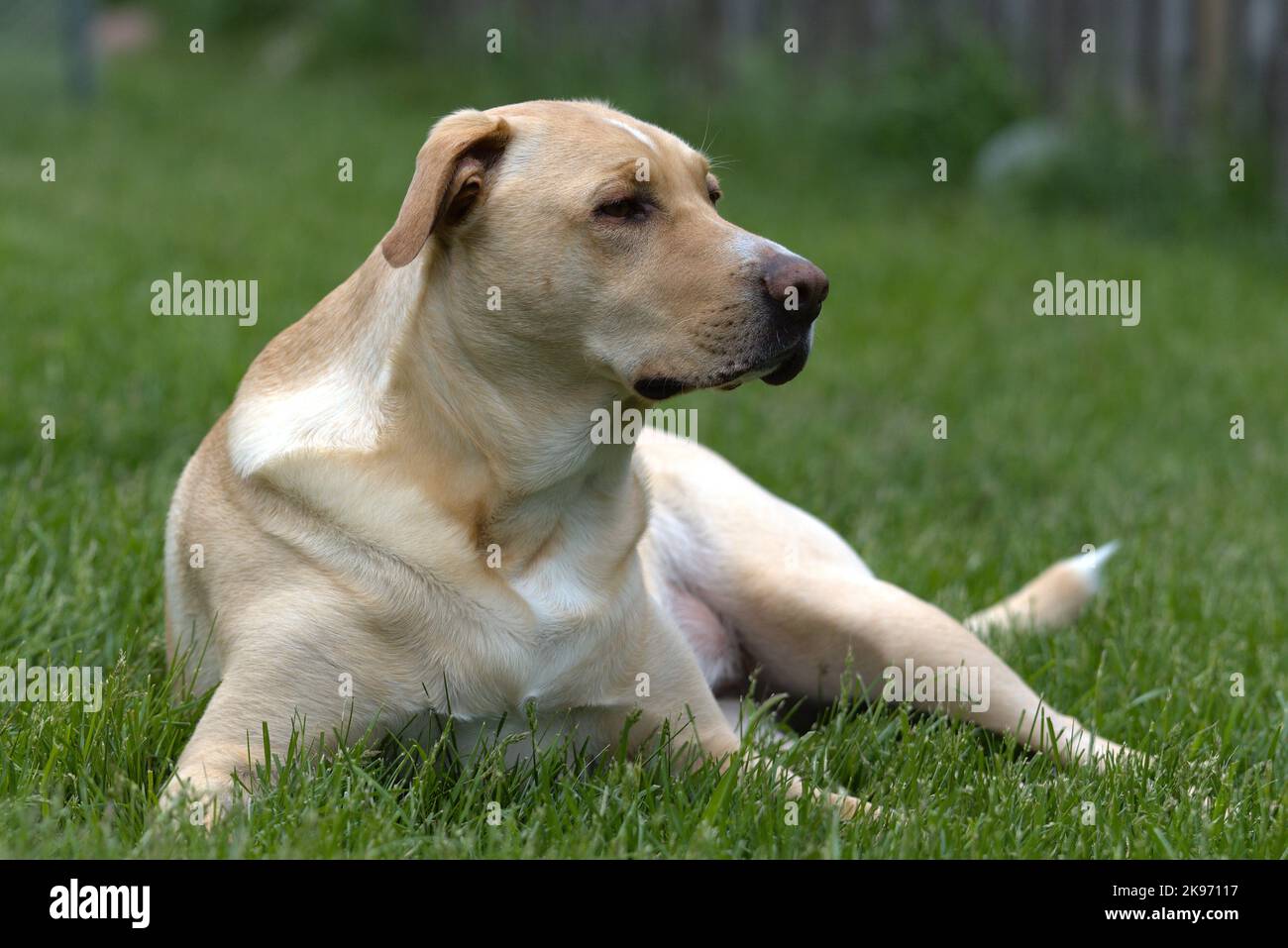 Un Labrador Retriever sdraiato (Canis lupus familiaris) in un parco che guarda da parte Foto Stock