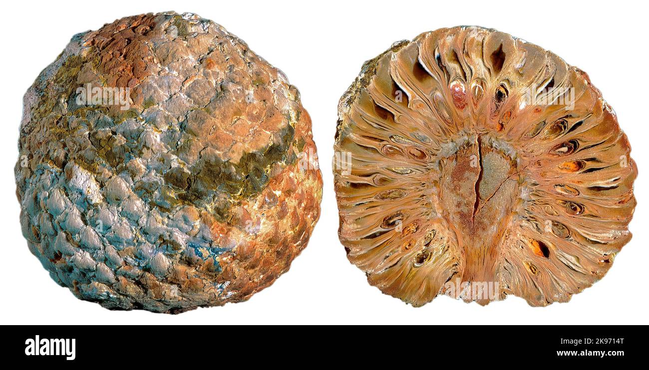 Pino cono Fossil CS, Araucaria mirabilis, Callovian/Jurassic, Argentina Foto Stock