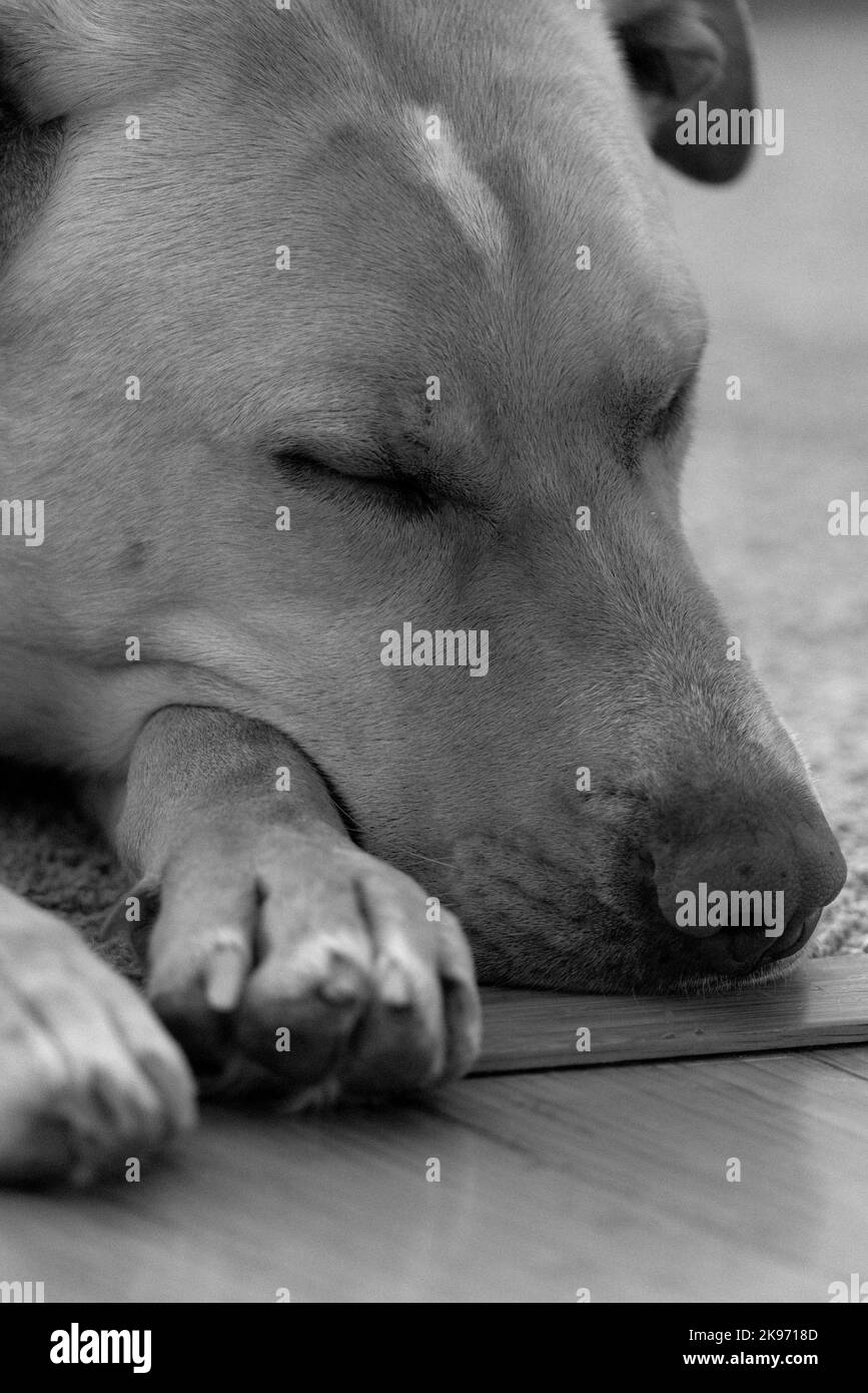 Una scala di grigi di un Labrador Retriever addormentato (Canis lupus familiaris) Foto Stock