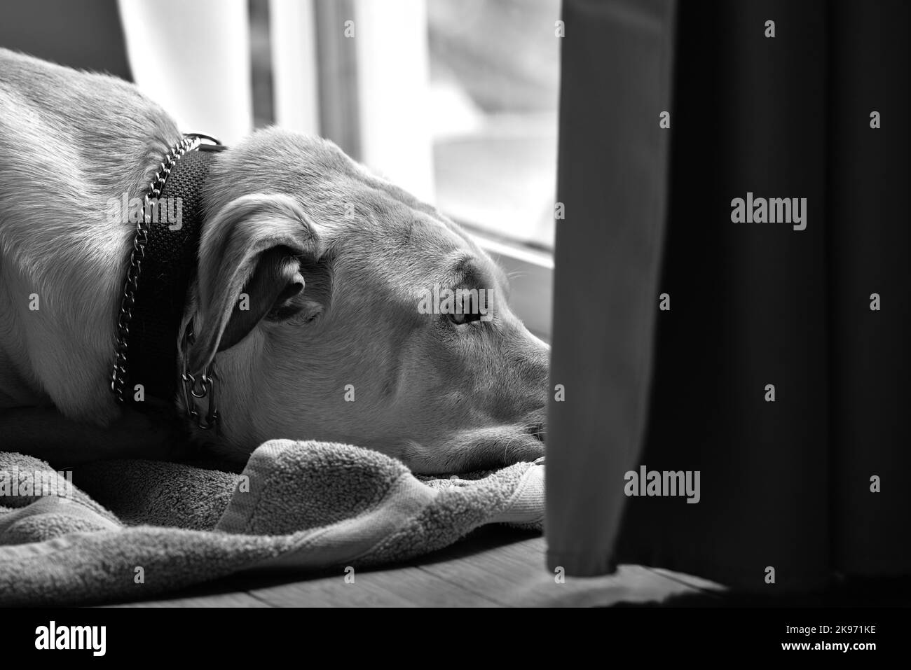 Una scala di grigi di un Labrador Retriever sdraiato (Canis lupus familiaris) che guarda fuori dalla finestra Foto Stock