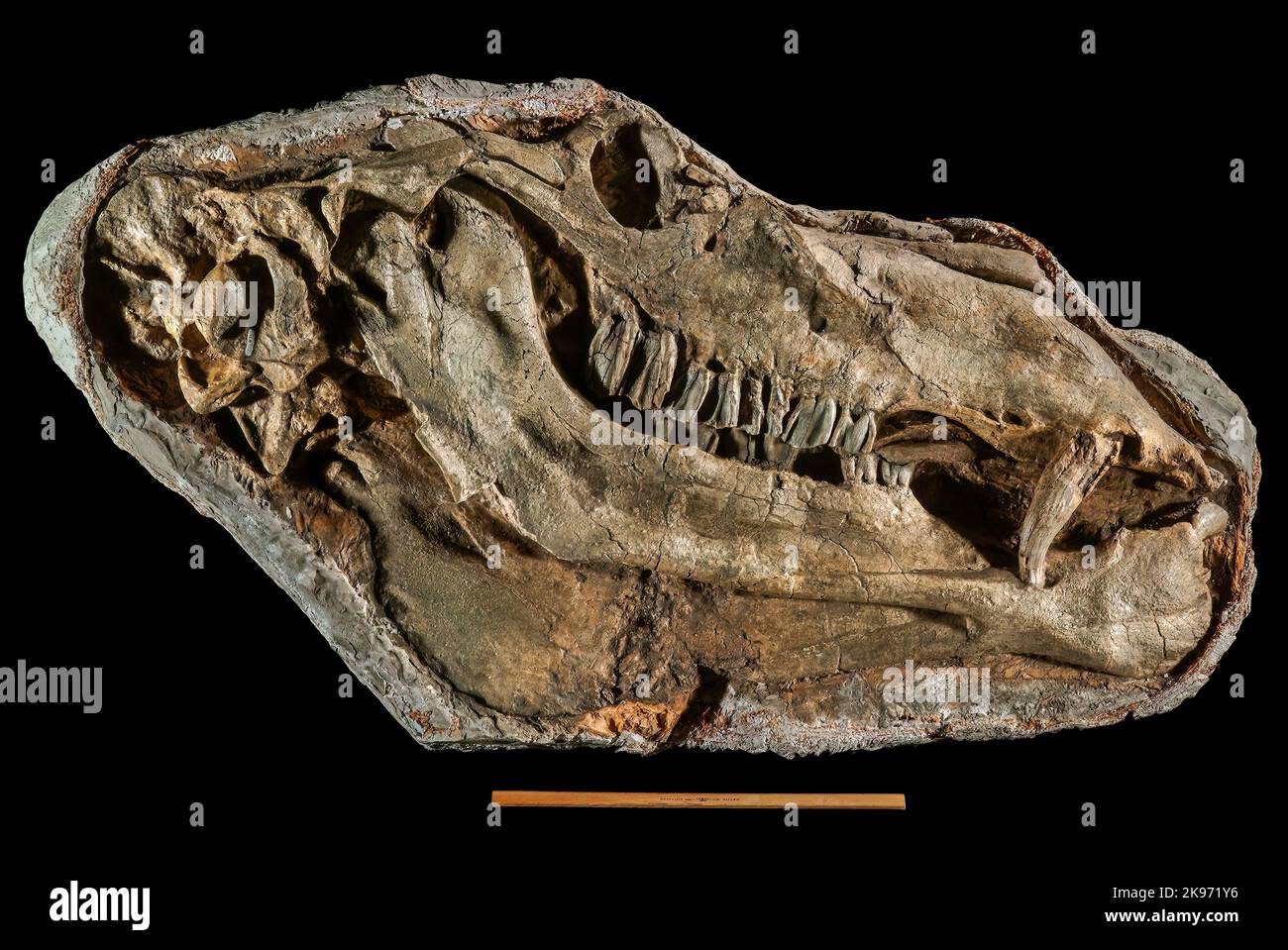 Gigantocamelus o Titanotylopus, Pliocene superiore/Pliocene inferiore, Garden Co., Nebraska, Fossil (testa lunga circa 3 piedi, righello da 12 pollici per la scala) Foto Stock