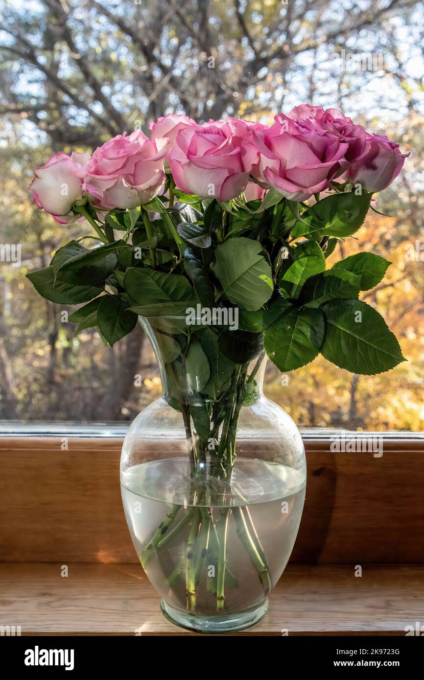 Rose in un vaso di vetro su un davanzale che domina i colori autunnali sugli alberi in un giorno di autunno a Taylors Falls, Minnesota USA. Foto Stock