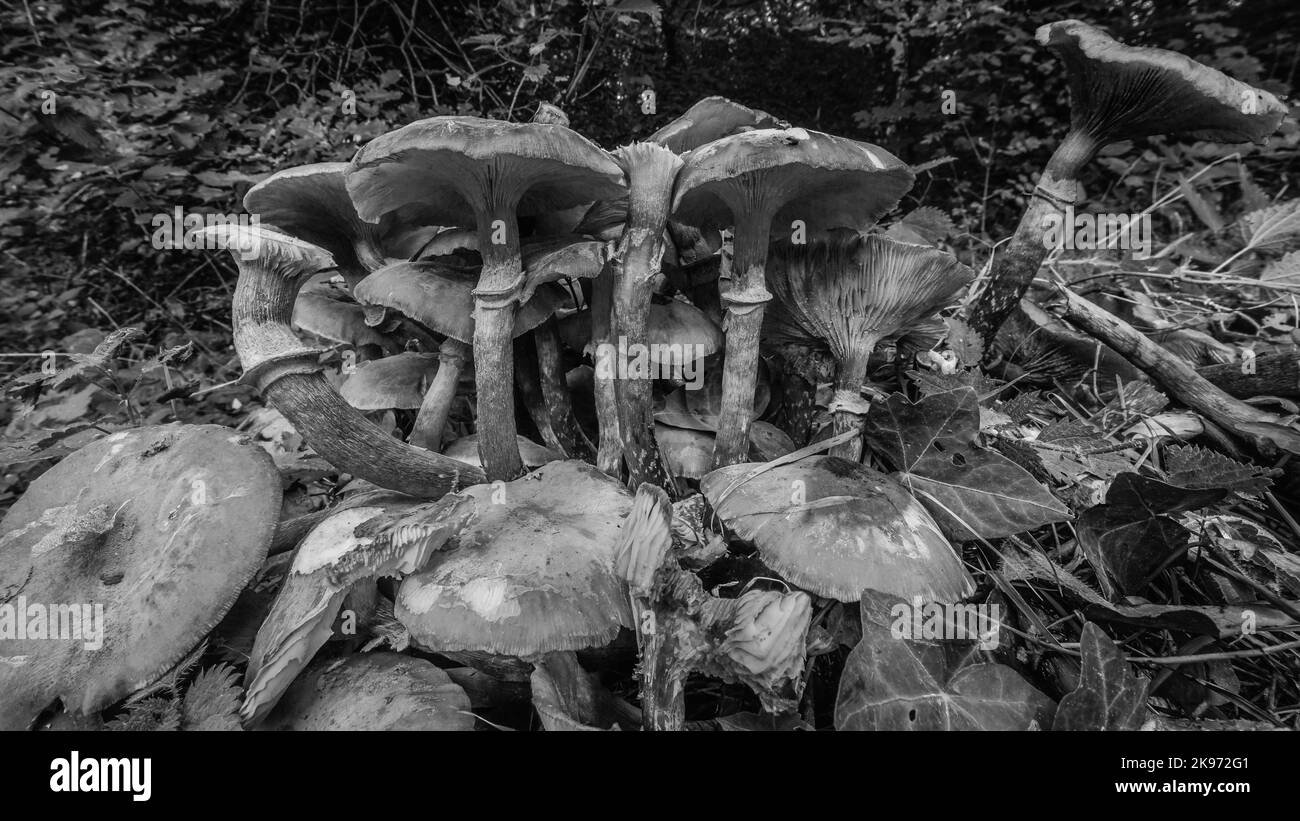 Immagine in bianco e nero di funghi e funghi selvatici britannici ad Hampstead, Londra. Foto Stock