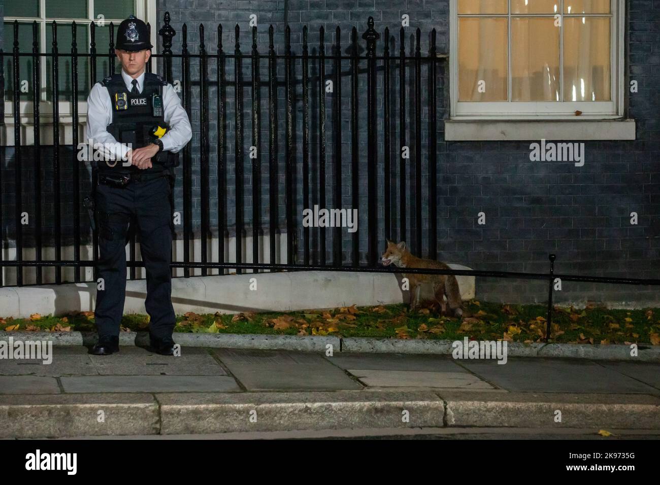 Londra, Regno Unito. 25th ottobre 2022. Una volpe appare a Downing Street mentre il nuovo primo ministro del Regno Unito, Rishi Sunak, nomina il suo gabinetto. Rishi Sunak è stato nominato primo Ministro da Re Carlo III dopo aver vinto la leadership conservatrice come l'unico candidato che ha ottenuto le 100 candidature da deputati conservatori specificati per il concorso di leadership. Credit: Notizie dal vivo di Mark Kerrison/Alamy Foto Stock