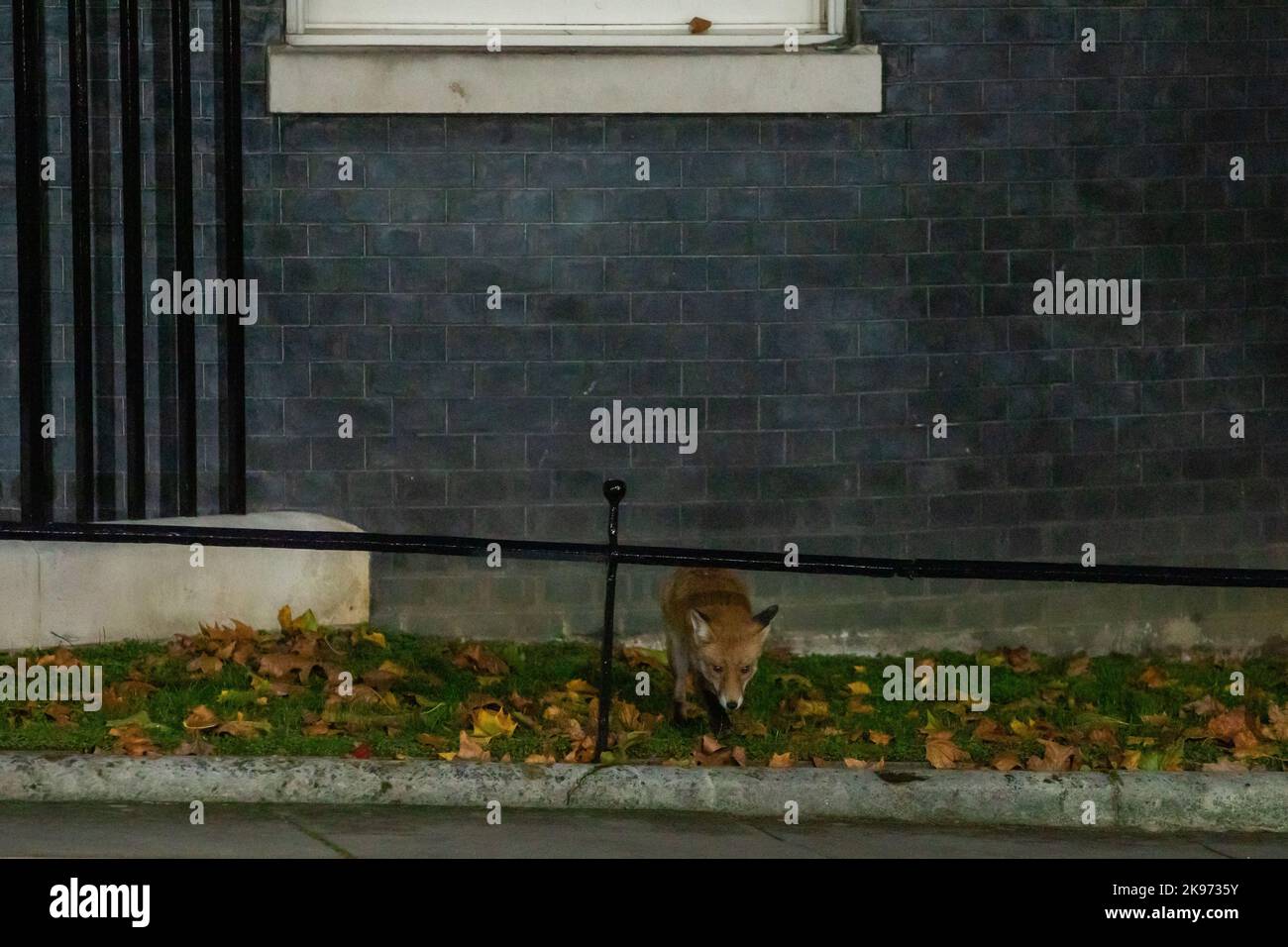 Londra, Regno Unito. 25th ottobre 2022. Una volpe appare a Downing Street mentre il nuovo primo ministro del Regno Unito, Rishi Sunak, nomina il suo gabinetto. Rishi Sunak è stato nominato primo Ministro da Re Carlo III dopo aver vinto la leadership conservatrice come l'unico candidato che ha ottenuto le 100 candidature da deputati conservatori specificati per il concorso di leadership. Credit: Notizie dal vivo di Mark Kerrison/Alamy Foto Stock