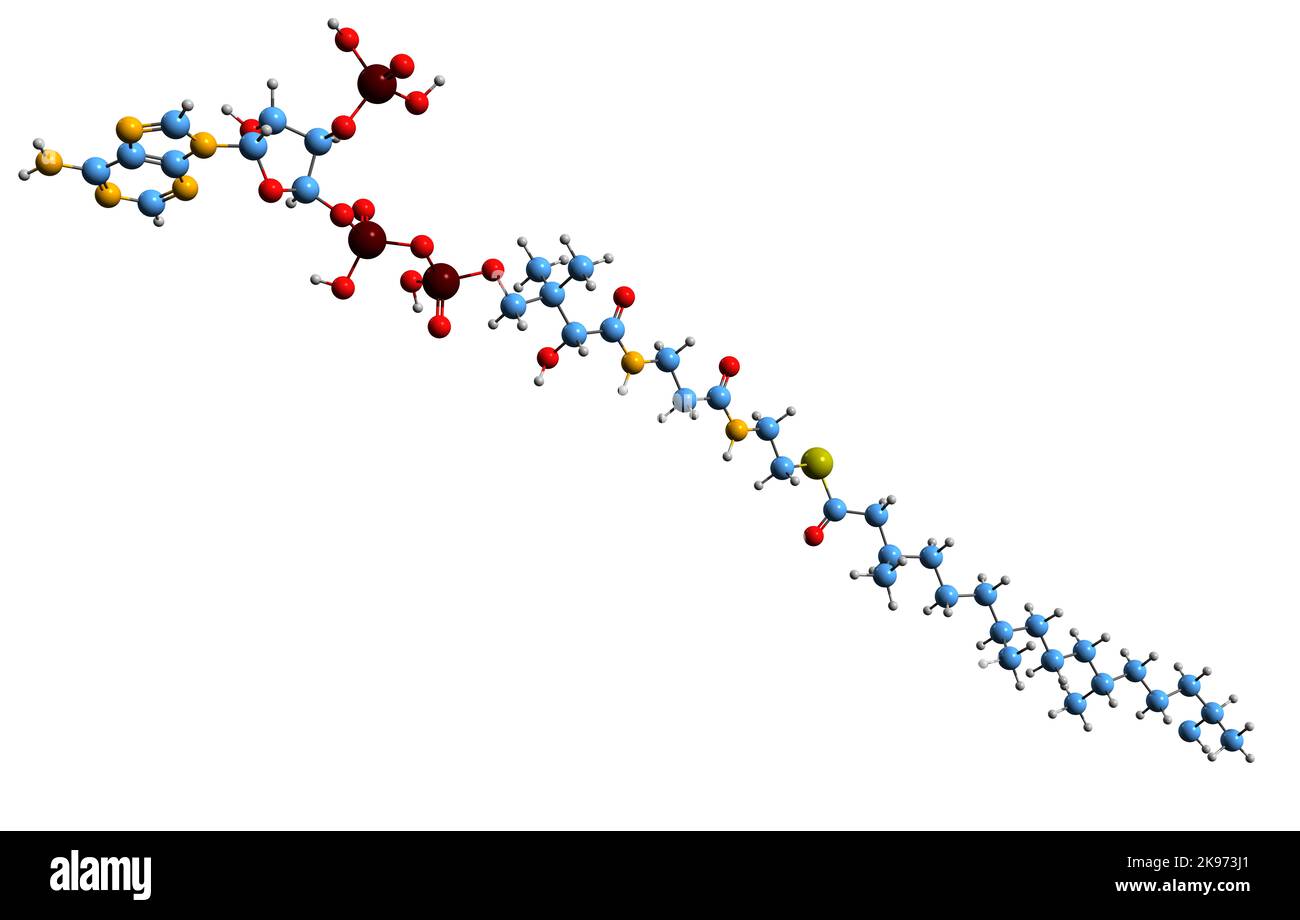 3D immagine di Phytanoyl-CoA formula scheletrica - struttura chimica molecolare del Phytanoyl-Coenzima A isolato su sfondo bianco Foto Stock