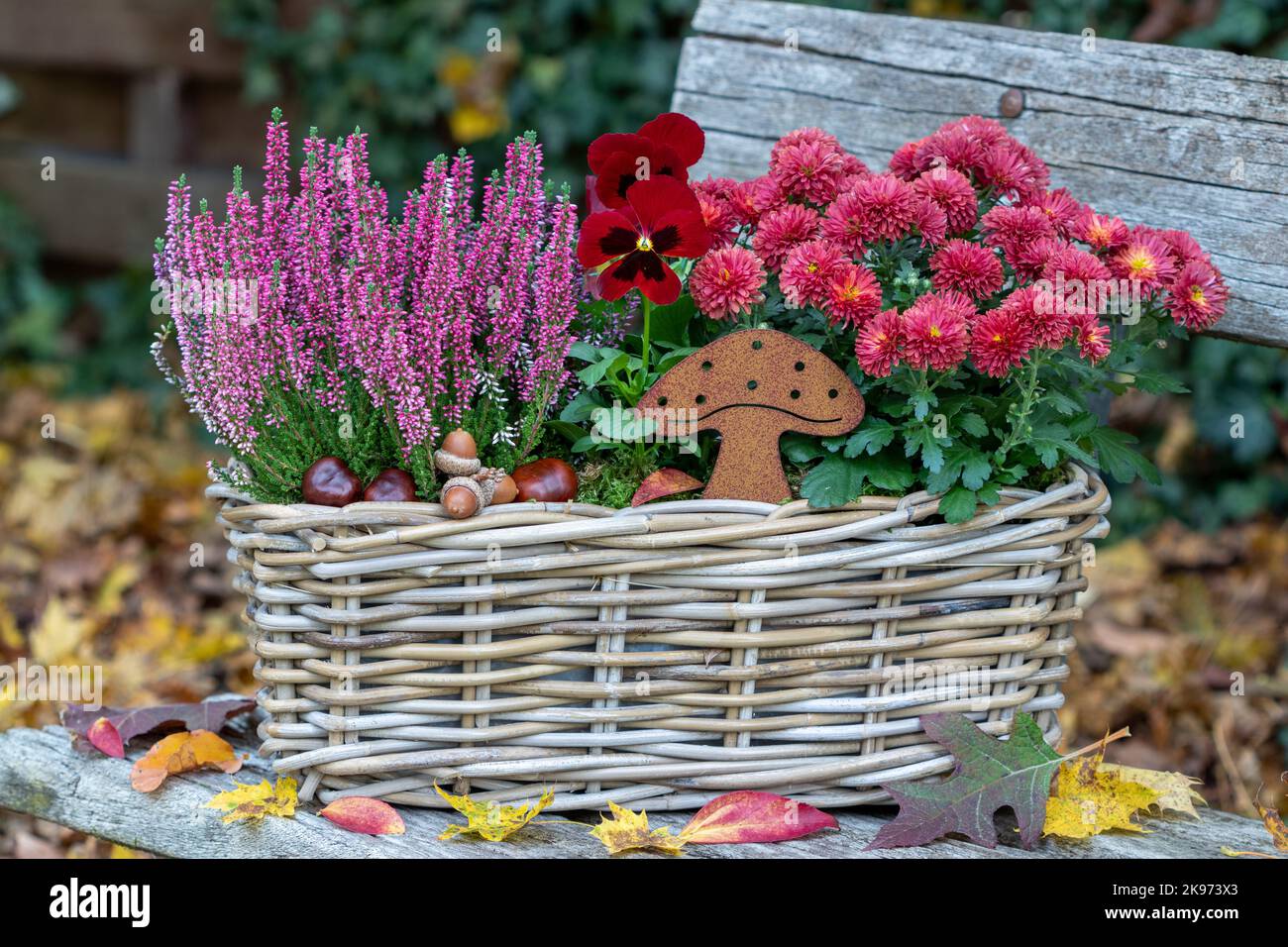 fiore di viola rossa, crisantemo e fiore di erica in cesto in giardino autunnale Foto Stock