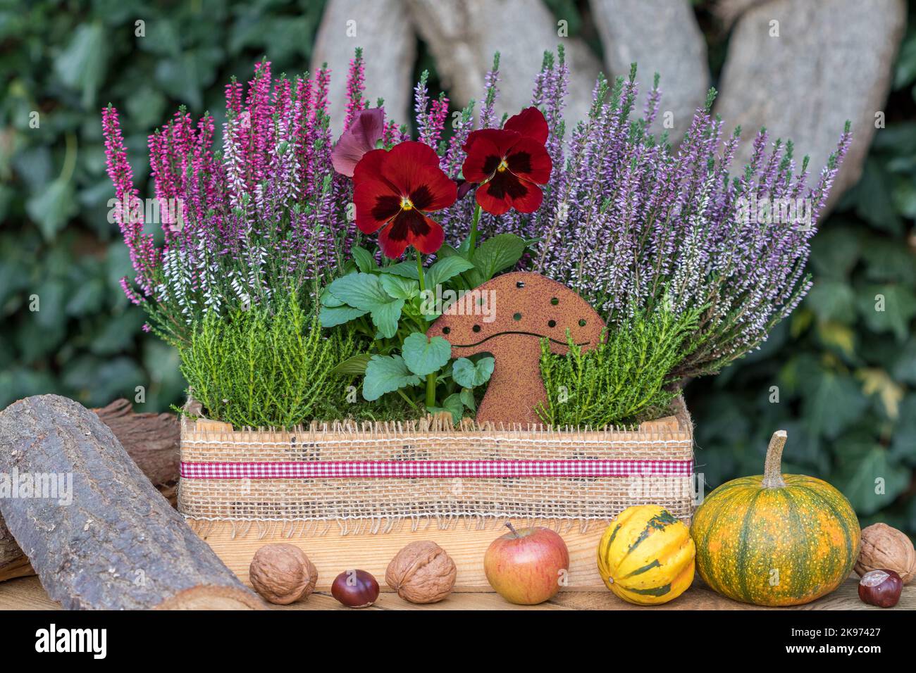 fiore di viola rossa, fiori di erica e arbusto veronika in scatola di legno in giardino Foto Stock