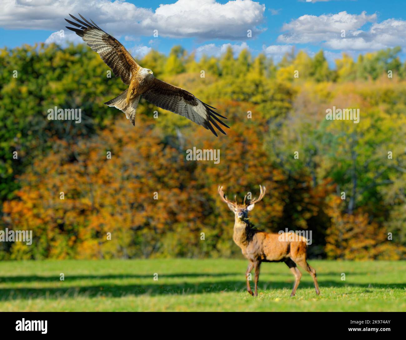 Red Kite e Red Deer Foto Stock
