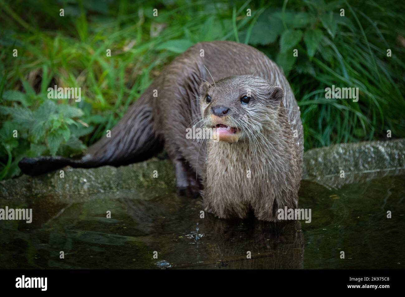 Lontra al bordo delle acque Foto Stock