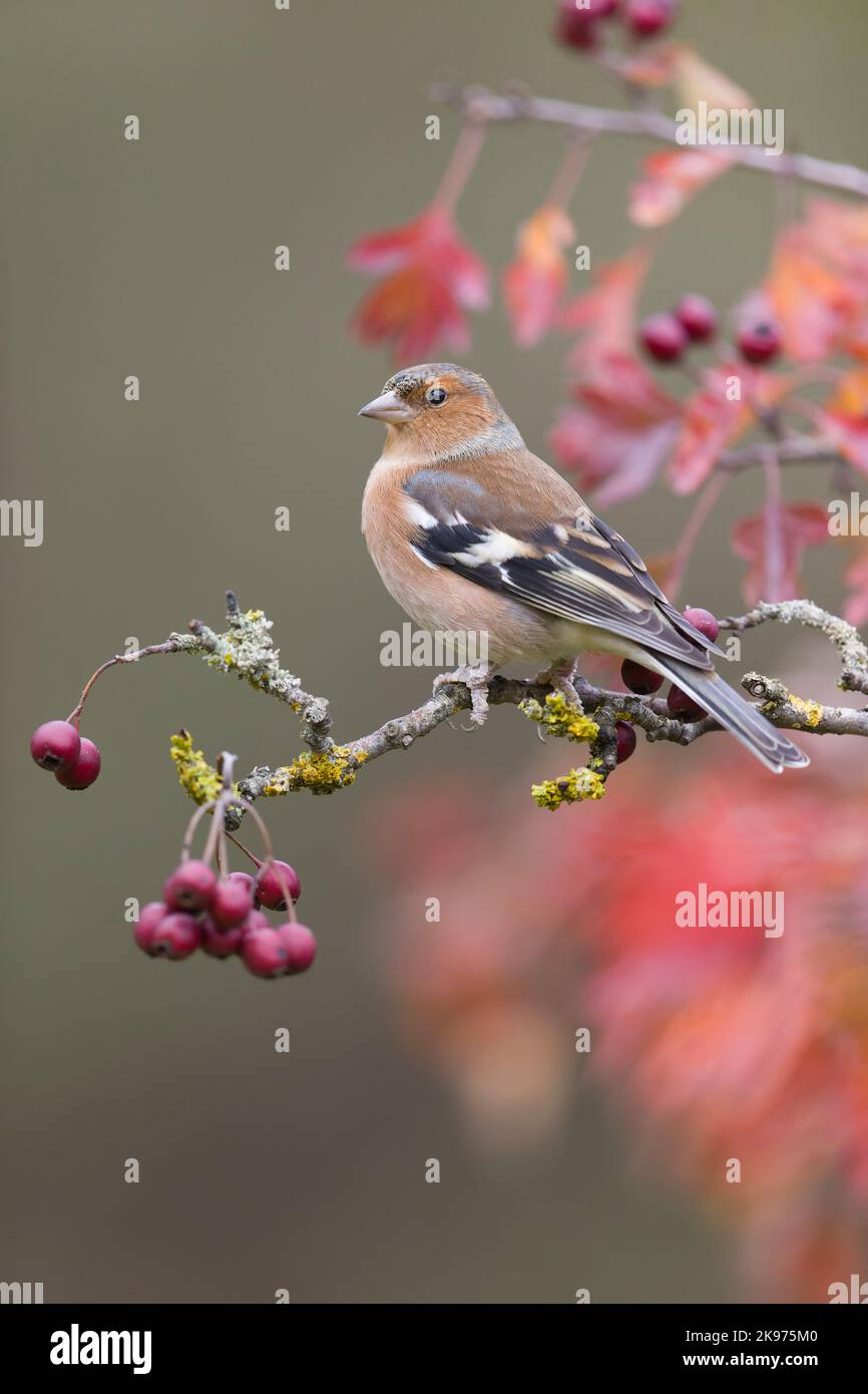 Coelebs fringilla comune, maschio adulto arroccato su ramoscello biancospino con foglie autunnali e bacche, Suffolk, Inghilterra, ottobre Foto Stock