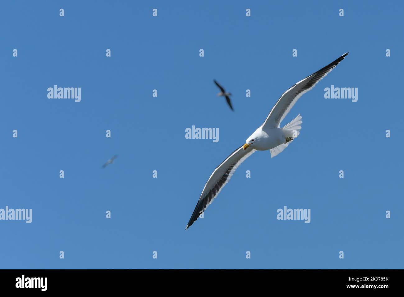 Gabbiano nero-posteriore in volo, contro cielo blu Foto Stock