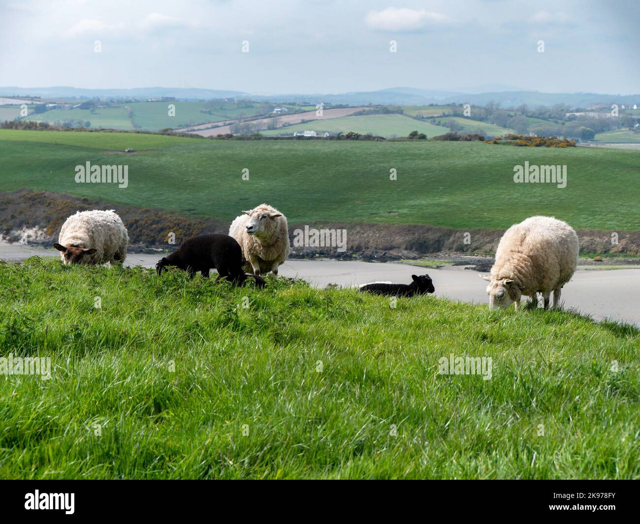 Pecore pascolano. Qualche pecora in un pascolo. Pascolo libero. Paesaggio agricolo. Pecora bianca su campo Foto Stock