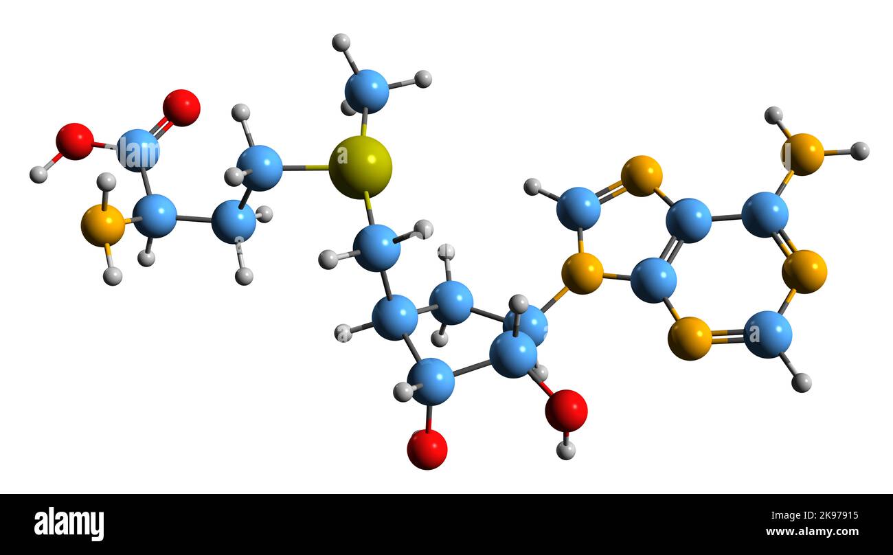 3D immagine di S-adenosil metionina formula scheletrica - struttura chimica molecolare del cosubstrato SAMe isolato su sfondo bianco Foto Stock