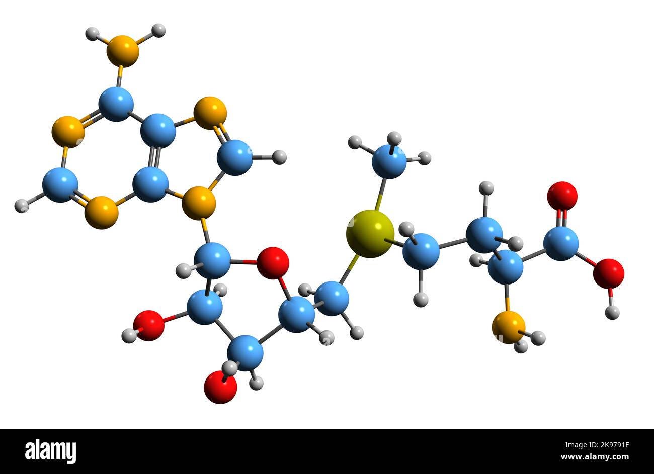 3D immagine di S-adenosil metionina formula scheletrica - struttura chimica molecolare del cosubstrato SAMe isolato su sfondo bianco Foto Stock
