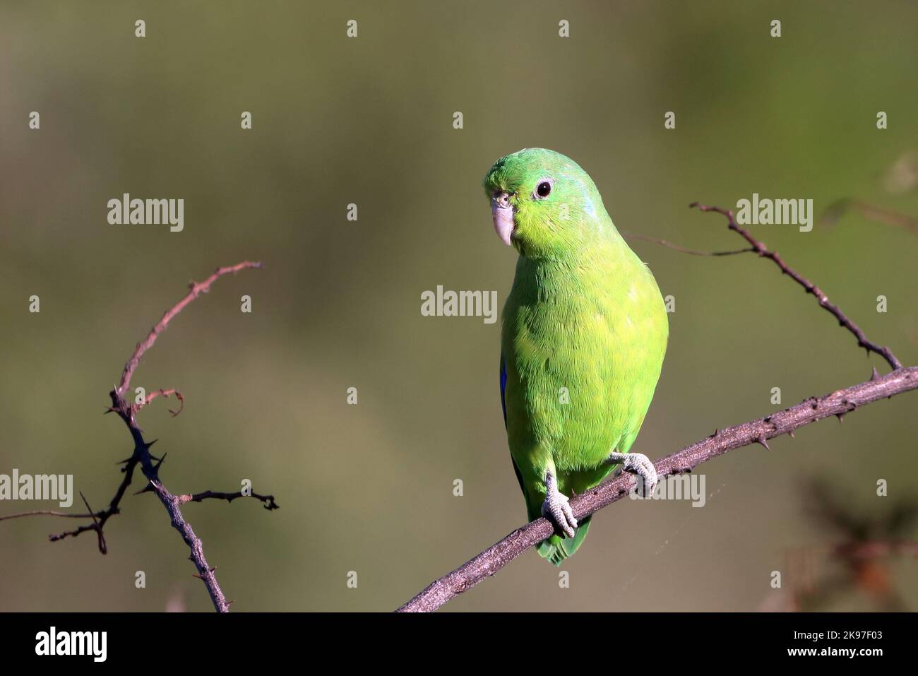 Parrotlet maschio con alette blu (Forpus xanthopterygius), isolato, arroccato su fondo giallo-verdolino Foto Stock