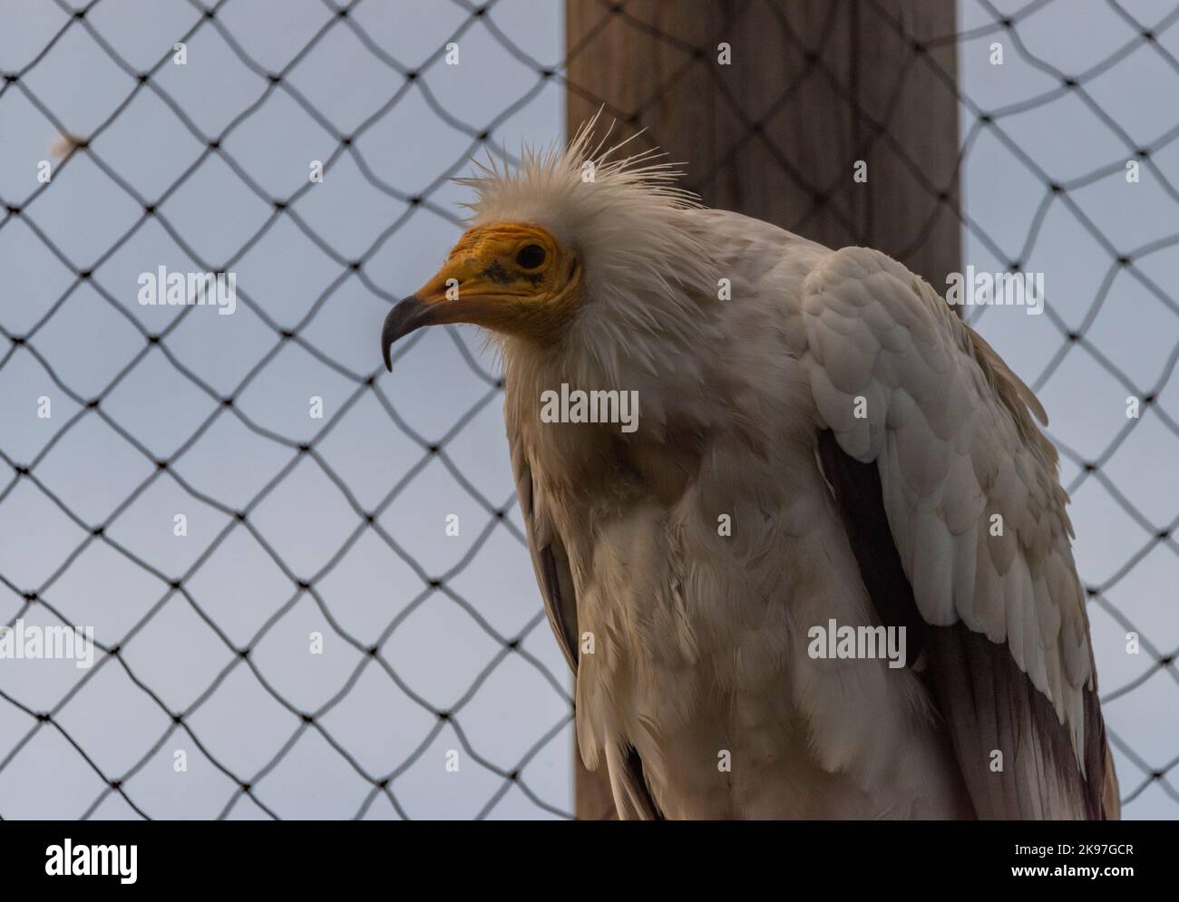 Avvoltoio uccello bianco peloso in autunno nuvoloso fresco giorno Foto Stock